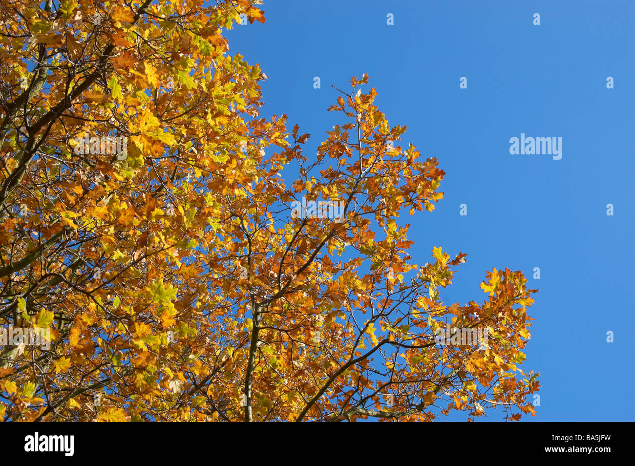 Autumn leaves on a tree against a clear blue sky Stock Photo - Alamy