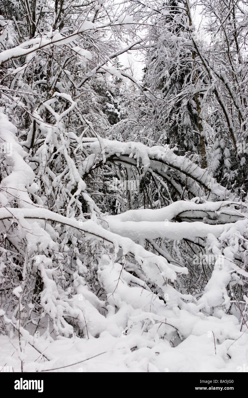 Forest path blocked by fallen trees after winter storm. Stock Photo