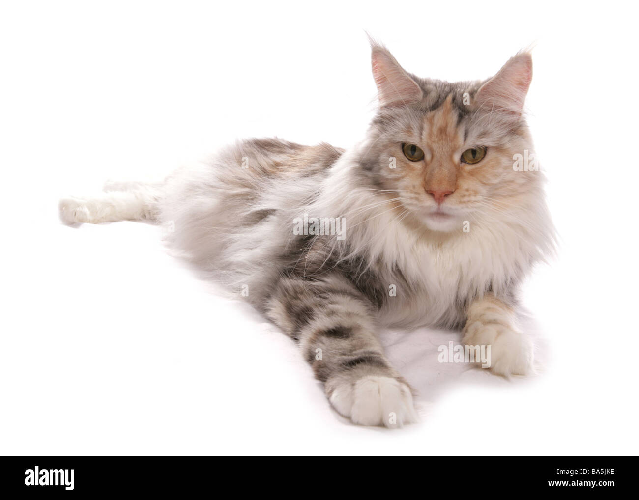 Maine Coon Silver Cream And White Cat Laying Portrait Studio Stock