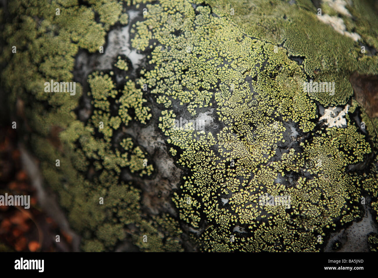 Rock covered in Moss at Cradle Mountain, Tasmania, Australia Stock ...