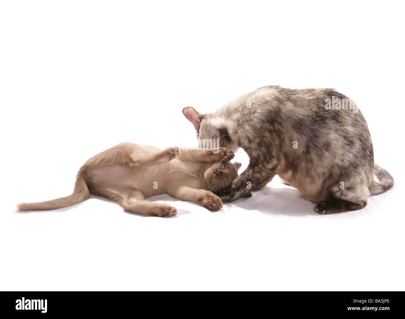 Mum Cat and kitten cleaning studio Stock Photo