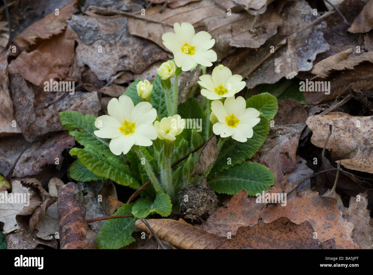 Wild primrose Primula vulgaris, Primulaceae, Tronto River, Scandarello, Lazio Italy Stock Photo