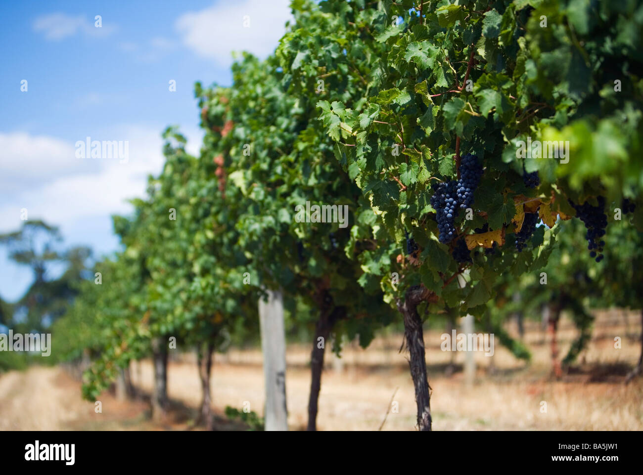 Shiraz grapes on the vine at Wilyabrup - one of the renowned grape growing areas of Margaret River, Western Australia, AUSTRALIA Stock Photo