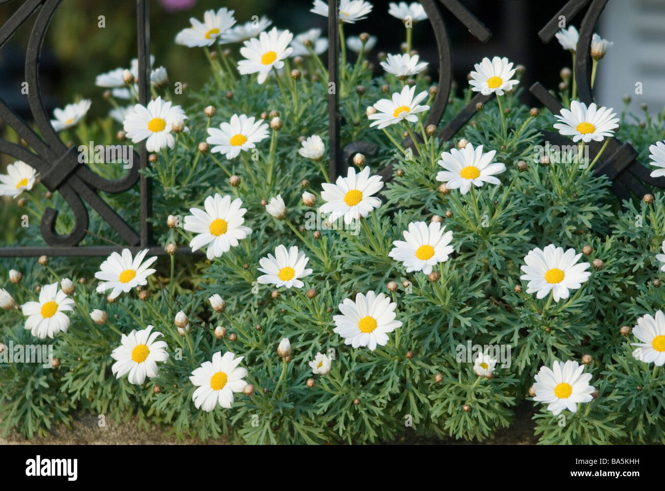Chamomile Anthemis sp., Asteraceae Stock Photo: 23482077 - Alamy