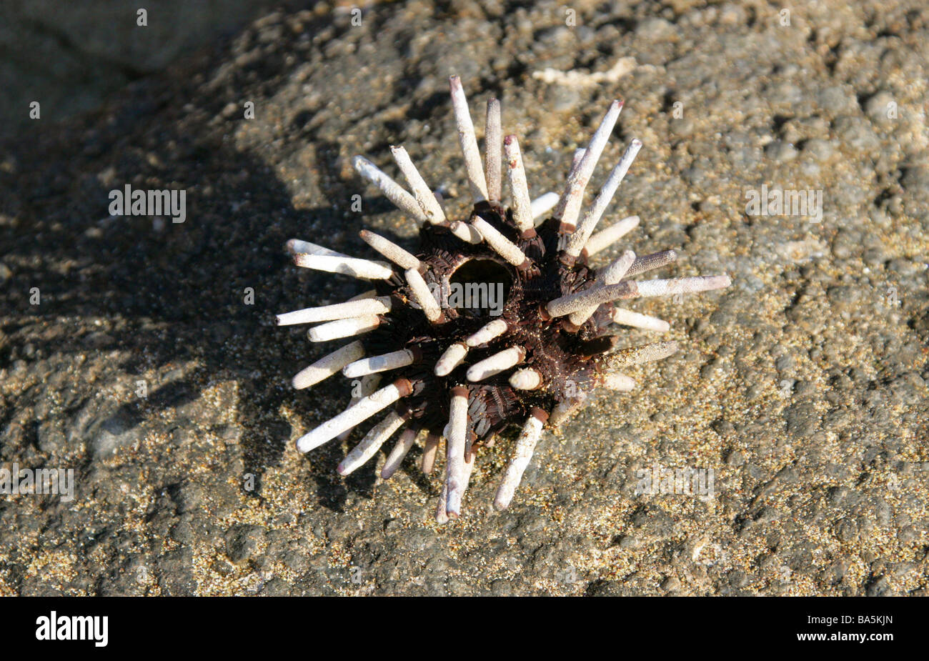 Remains of a Pencil-spined Sea Urchin, Eucidaris thouarsii, Floreana Island, Galapagos Islands, Ecuador, South America Stock Photo