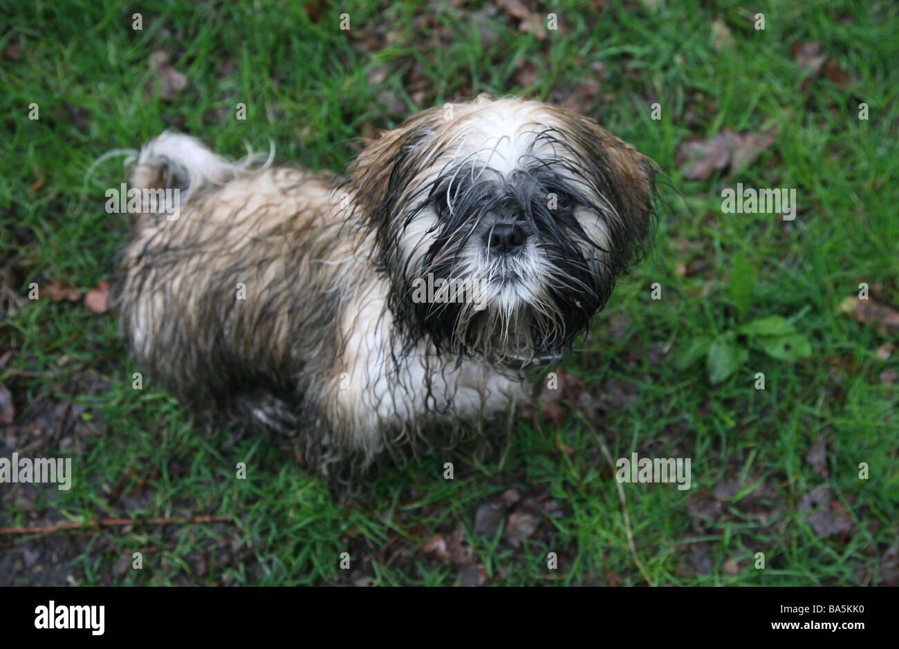 A very muddy shitzu puppy after a long walk in the woods Stock Photo