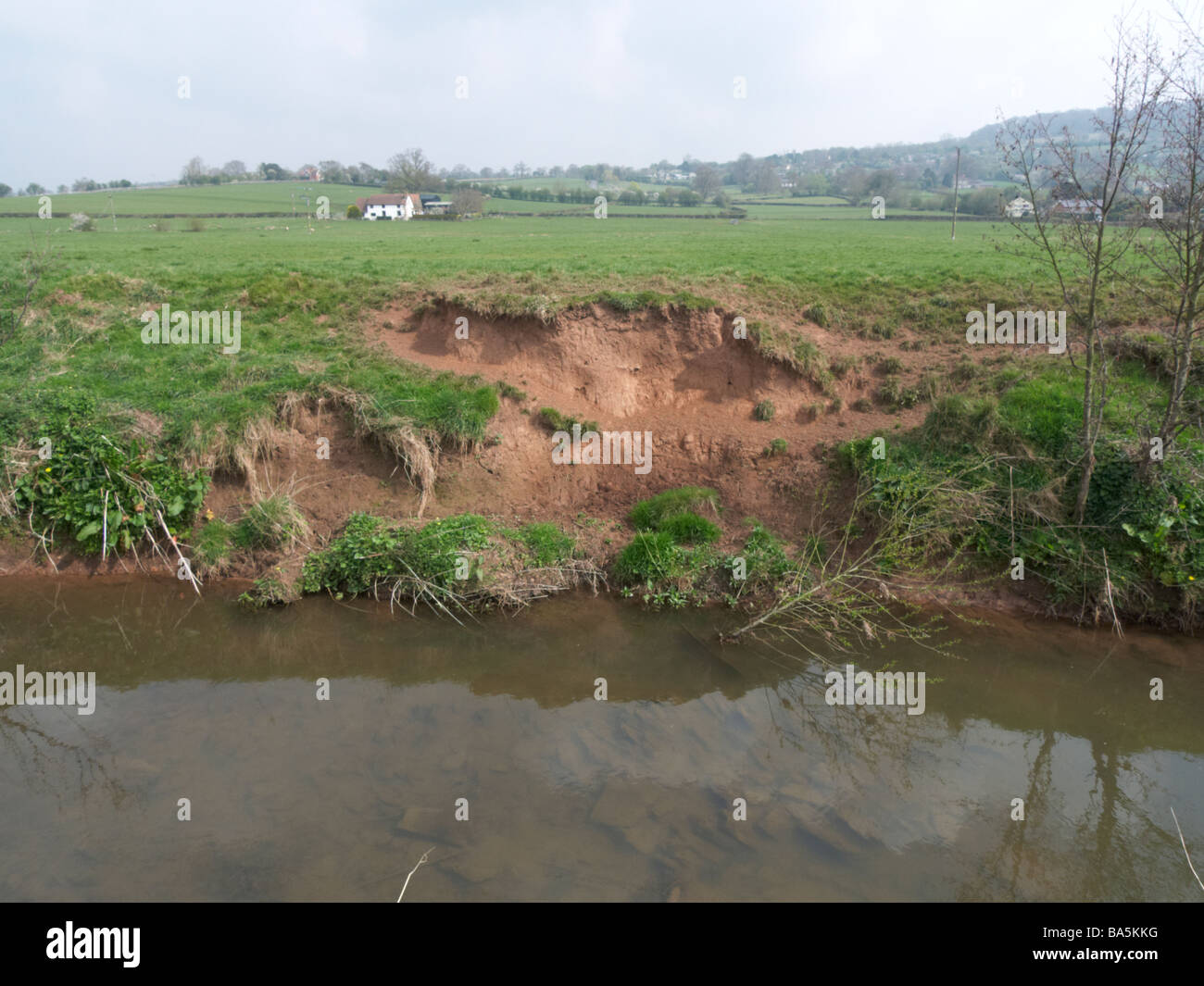 river bank erosion herefordshire Stock Photo Alamy