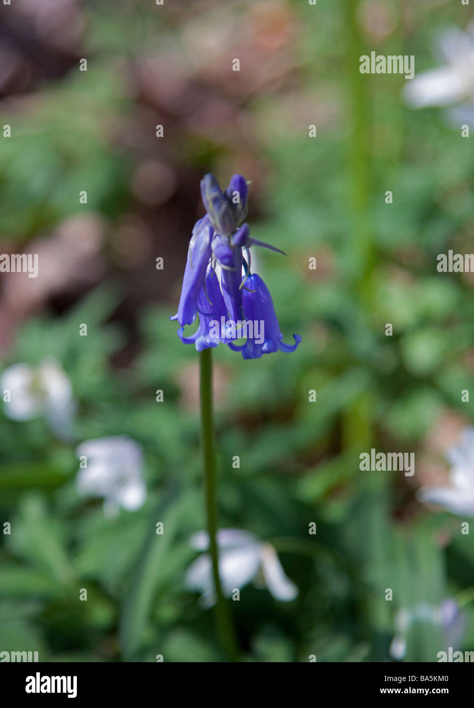 Close up of a single bluebell Stock Photo