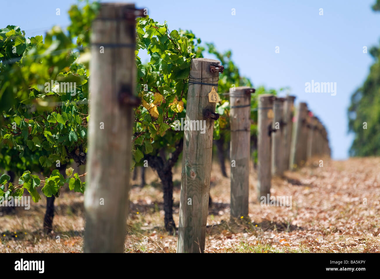 Vineyard in the renowned wine region of Margaret River, Western Australia, AUSTRALIA Stock Photo