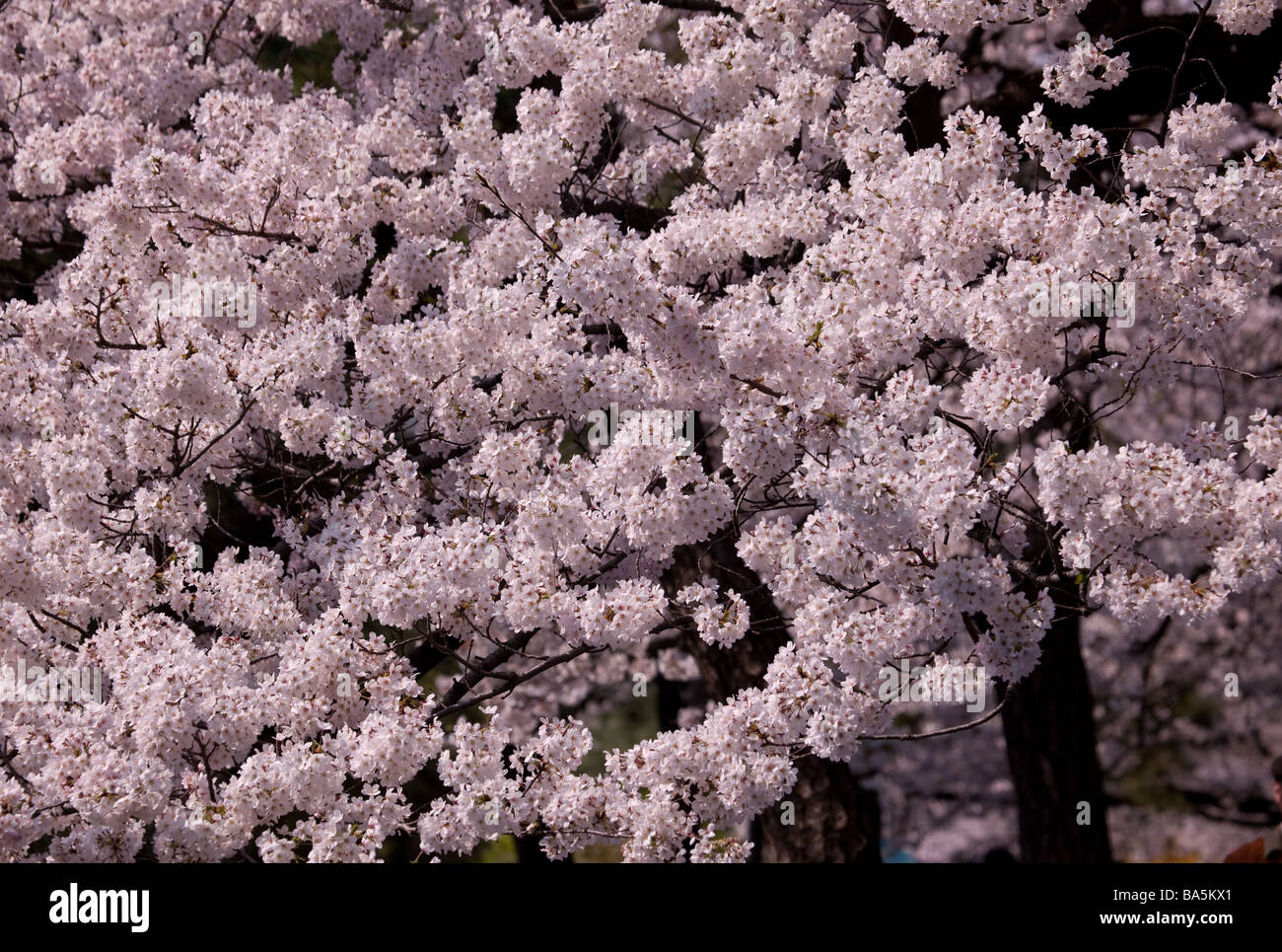 Pink fully bloomed cherry flowers and blue sky Stock Photo - Alamy