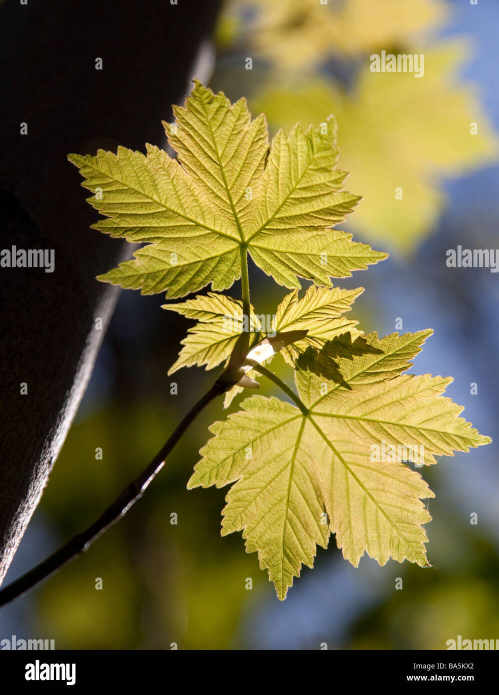 Back lit sycamore leaves hi-res stock photography and images - Alamy