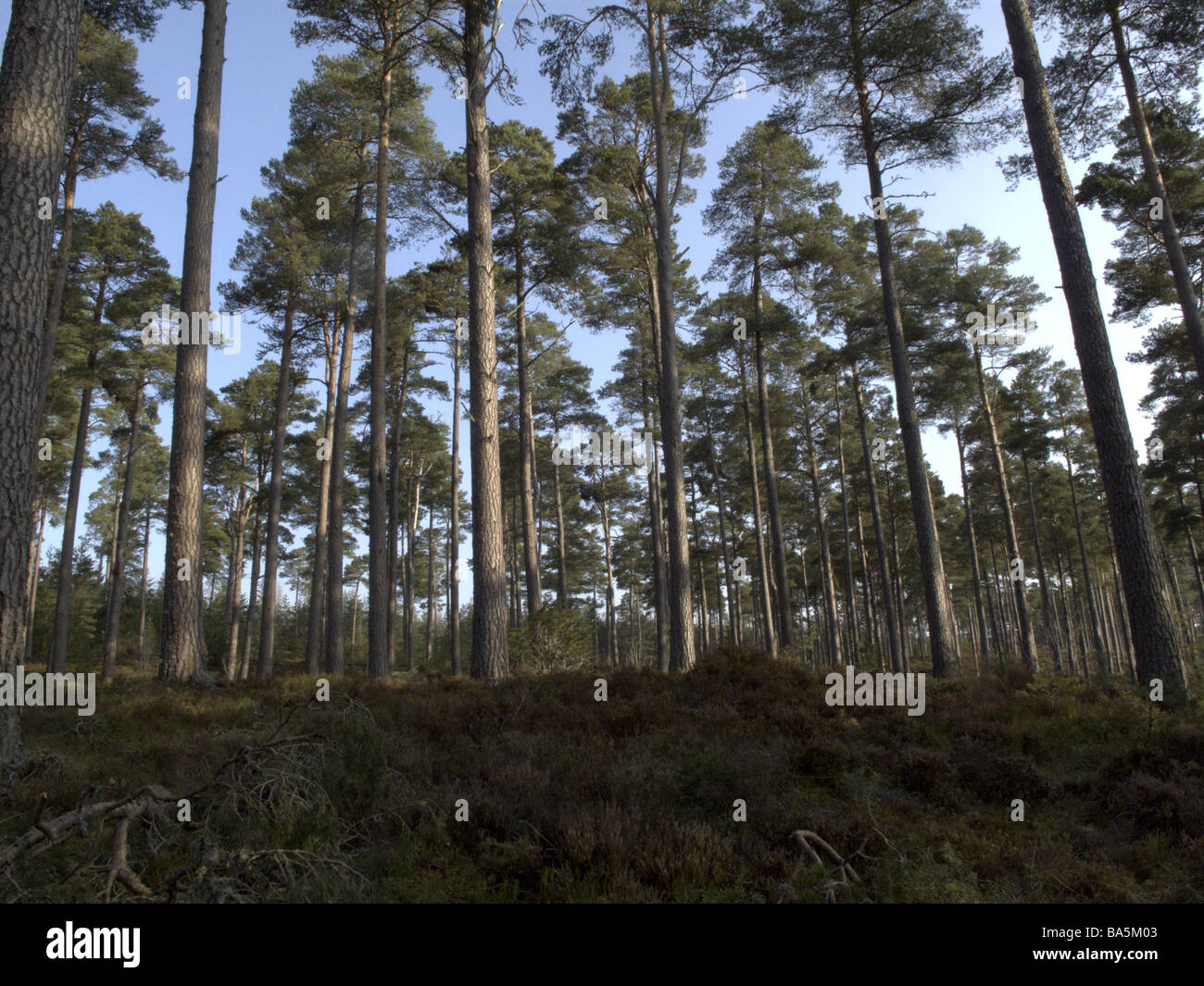 Pine woodlands near Grantham on Spey Scotland Stock Photo