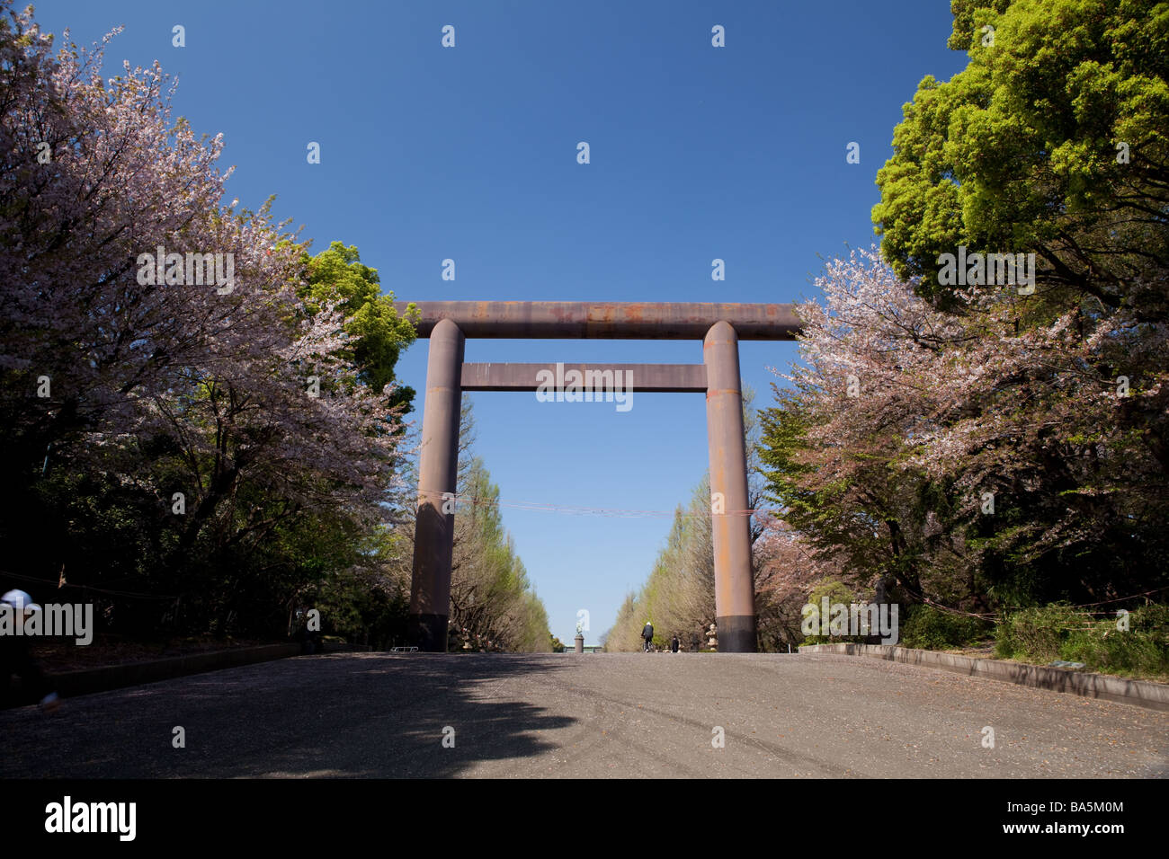 Tall wooden gate Yasukuni Jinja in Tokyo in cherry blossom season Stock Photo