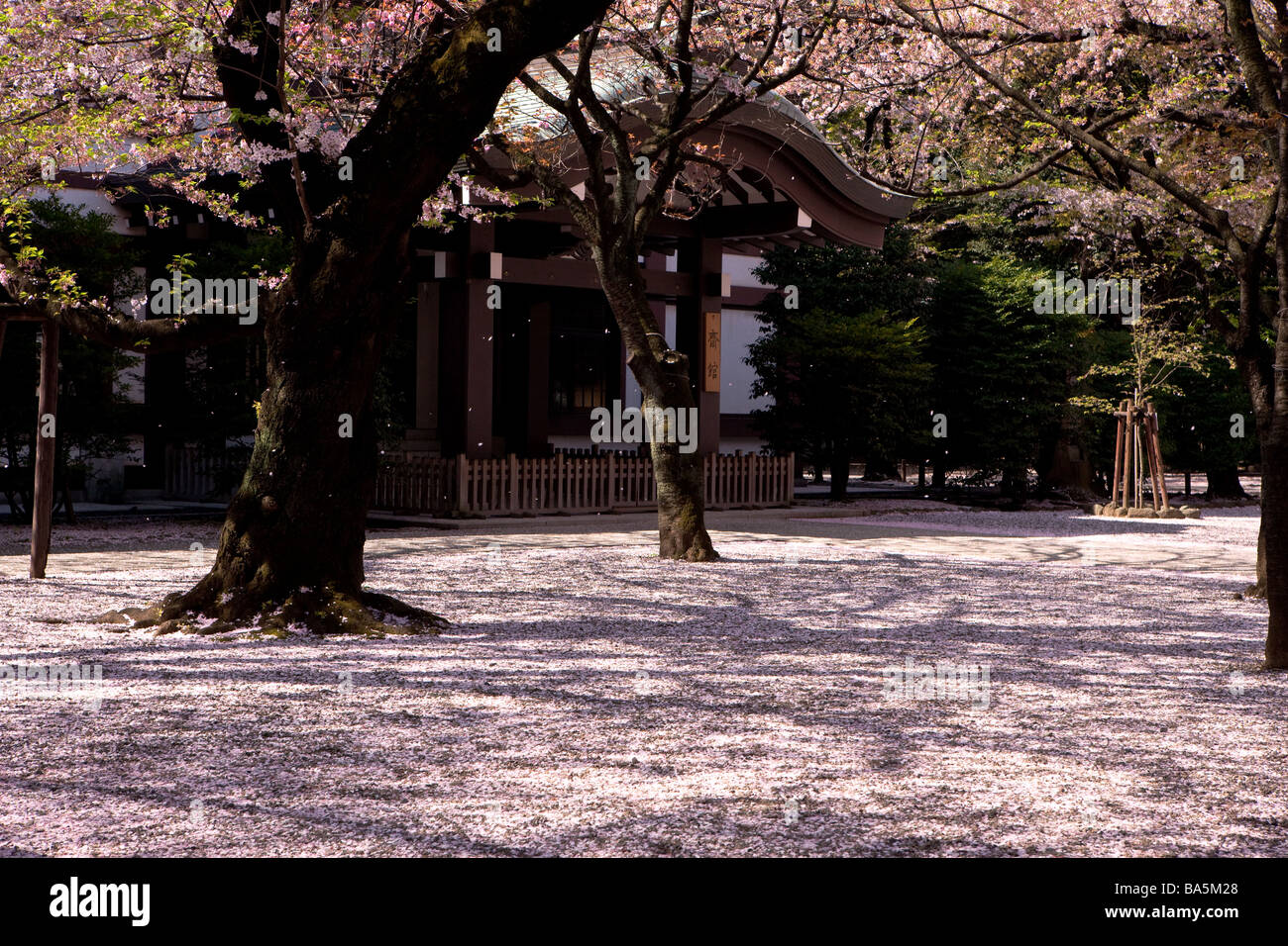 Cheery Trees garden at Yasukuni Shrine Stock Photo