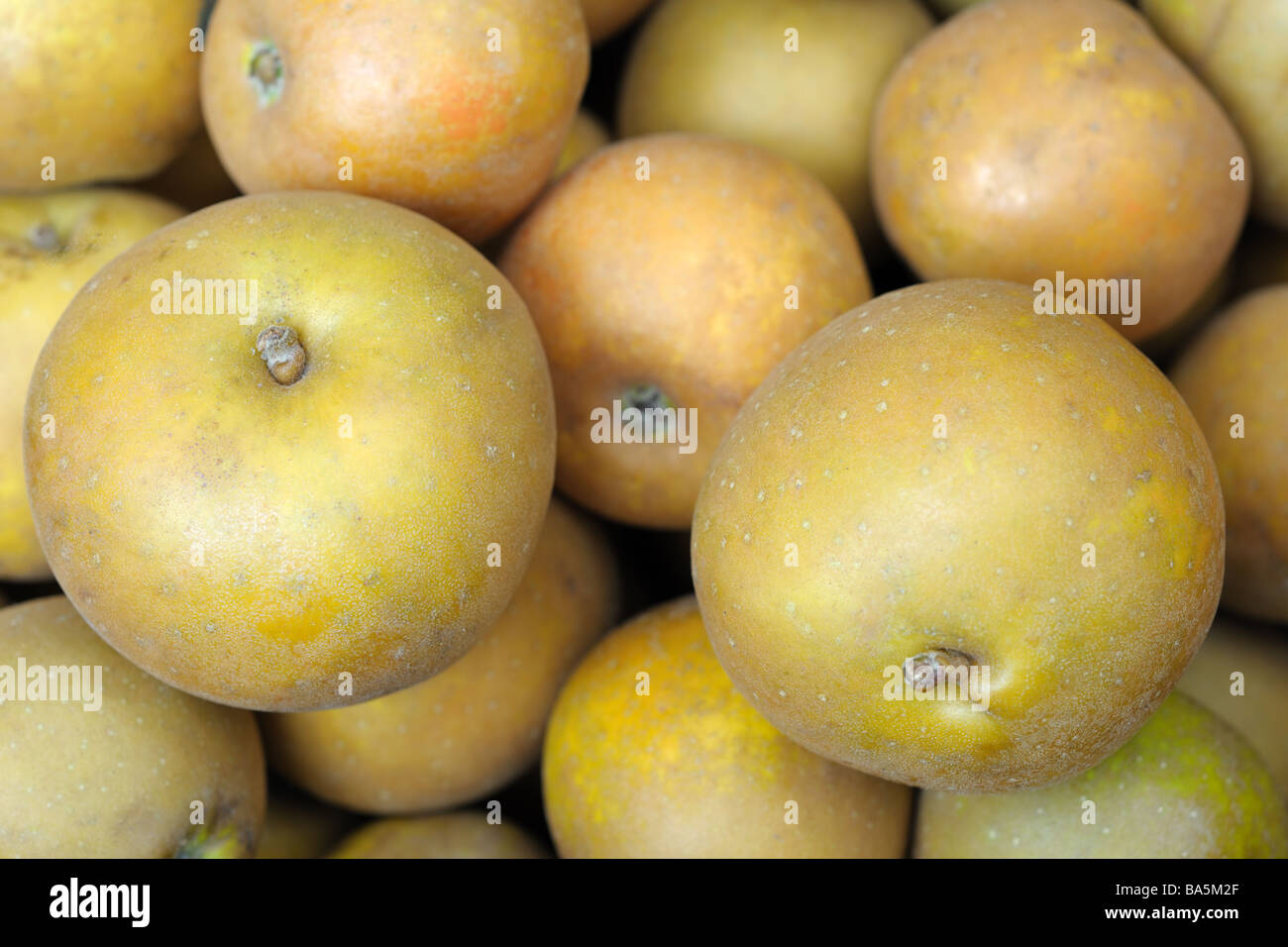 Closeup of dull gold Egremont Russet dessert apples Stock Photo