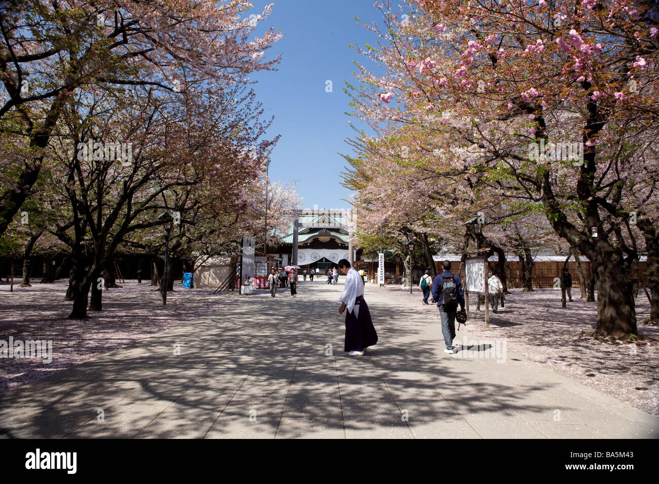 Yasukuni Jinja in Tokyo in cherry blossom season Stock Photo