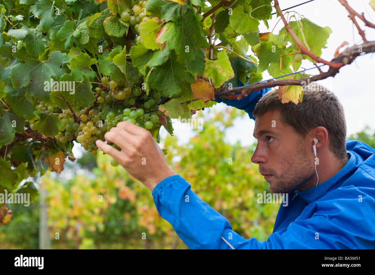 Workers harvest Semillon grapes by hand at Wilyabrup in the renowned wine region of Margaret River, Western Australia, AUSTRALIA Stock Photo