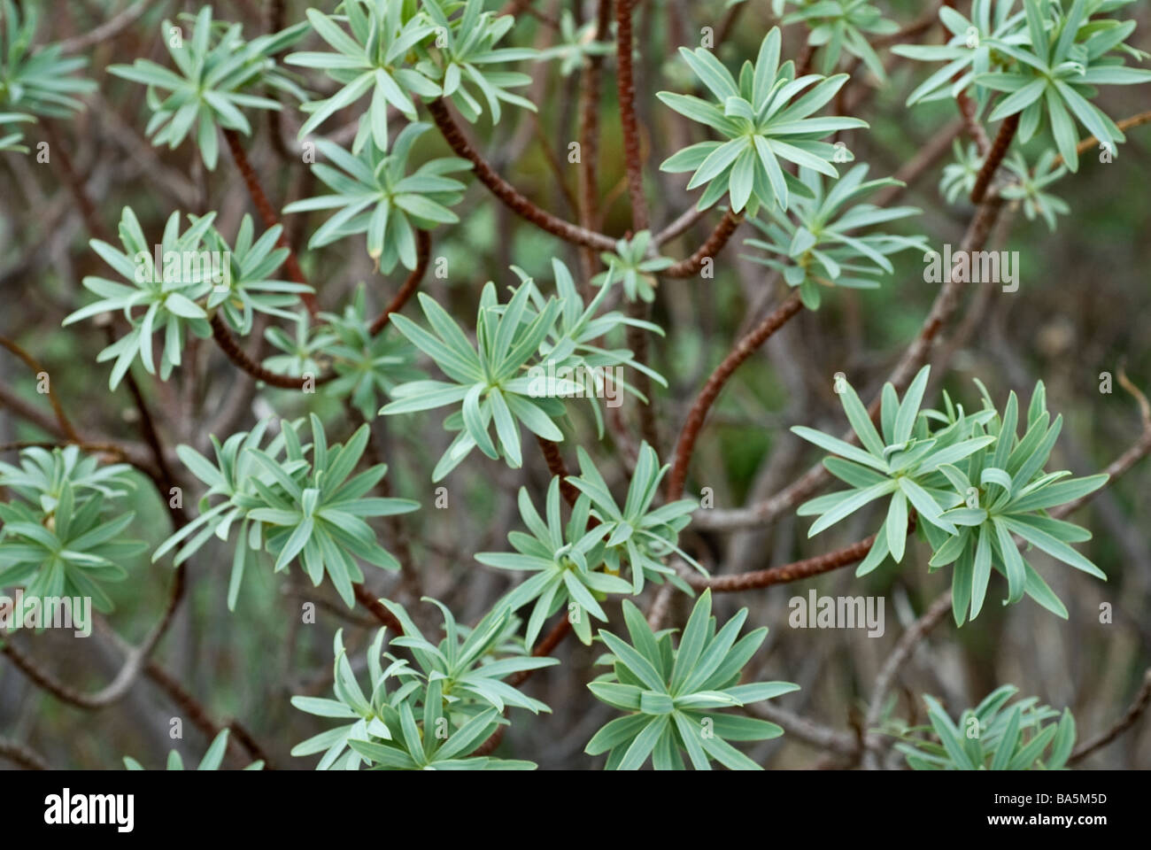 Tree spurge Euphorbia dendroides, Euforbiaceae, Capraia Island, Tuscany, Italy Stock Photo