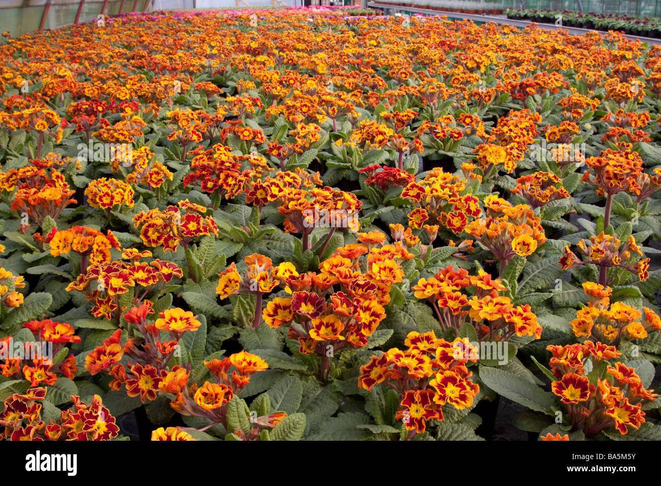 Primula Castillian plants being grown in a greenhouse Stock Photo