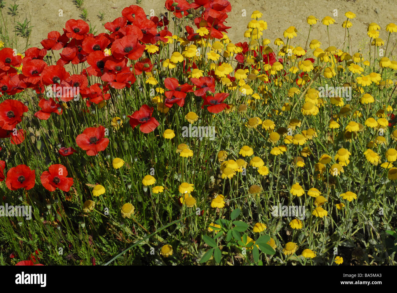 Corn poppy (Papaver rhoeas), Papaveraceae, Rome, Italy Stock Photo