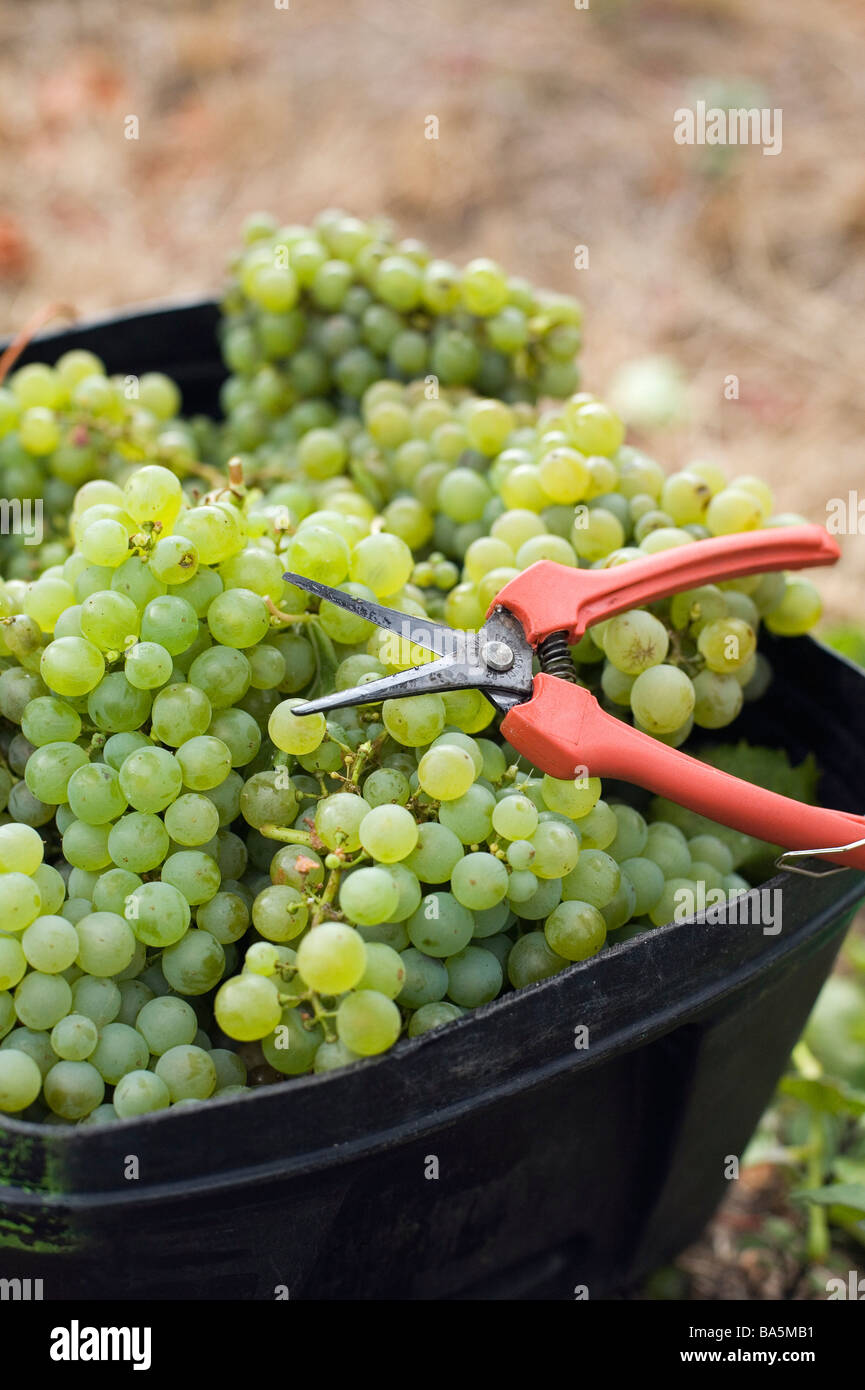 Grapes are hand picked and piled in containers for collection at