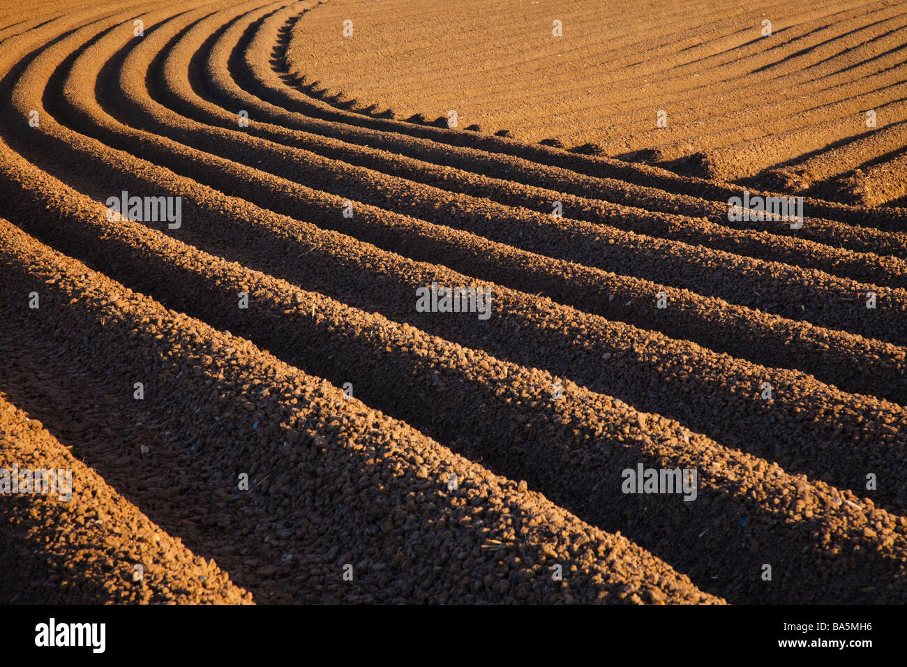 Troughs and furrows of a freshly plowed potatoe field in Cheshire ...