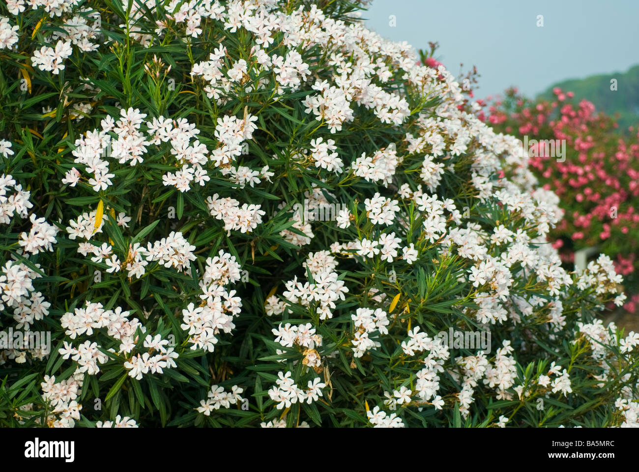 Nerium oleander 'Mont Blanc', Apocynaceae Stock Photo