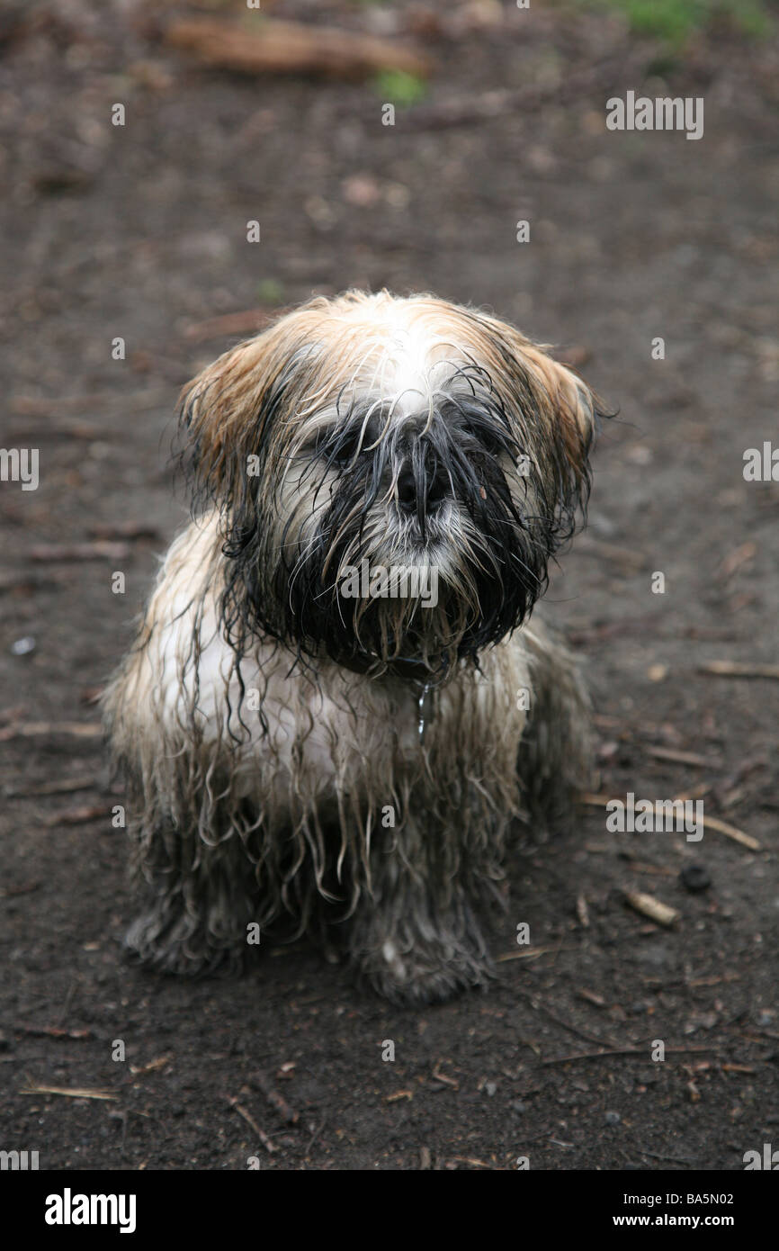 A very muddy Shih Tzu puppy after a long walk in the woods Stock Photo
