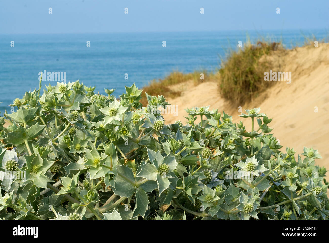 Sea Holly (Eryngium maritimum), Umbrelliferae, Castel Fusano dunes, Roma, Lazio, Italy plants plant flowers flower horizontal Ro Stock Photo
