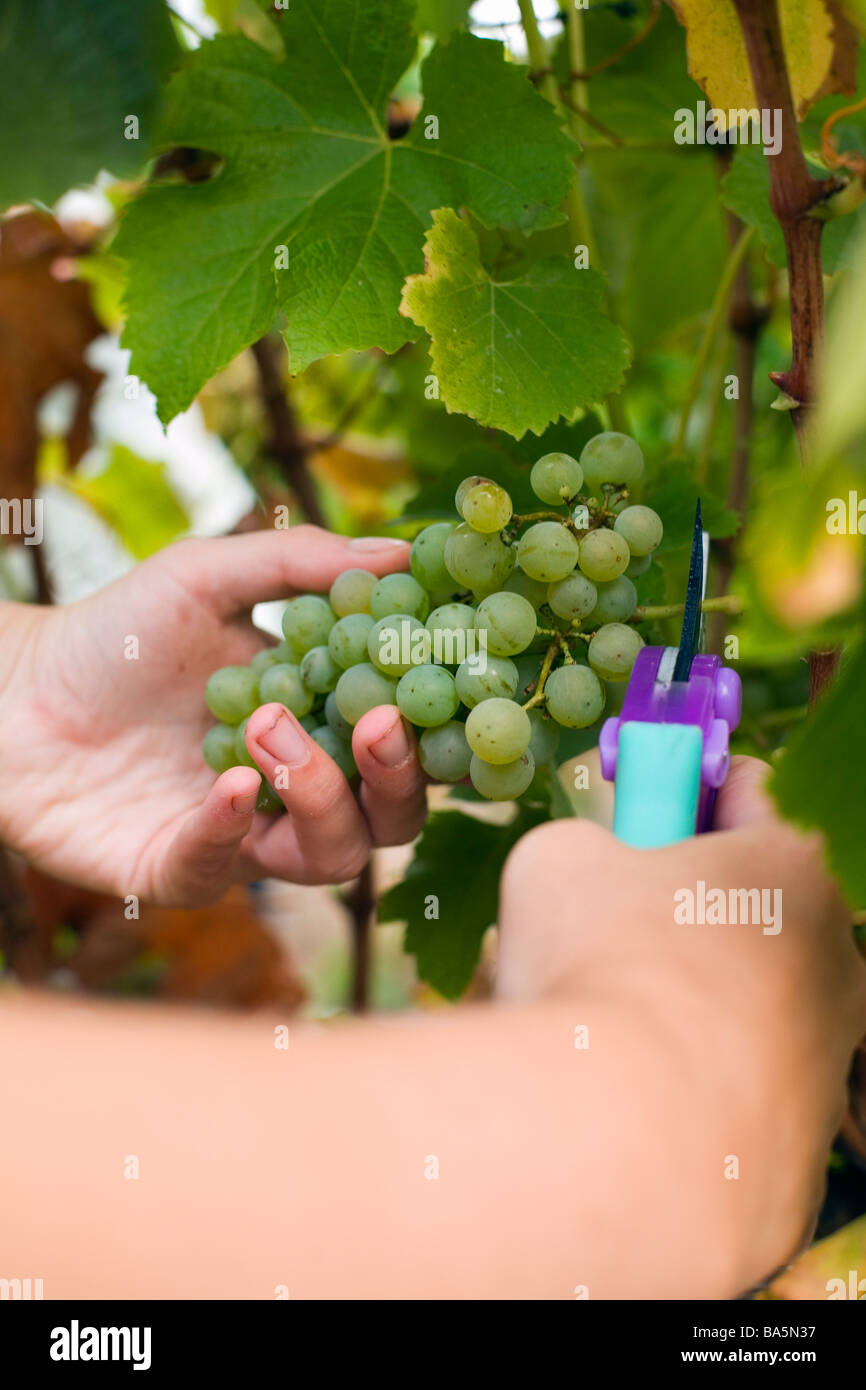 Workers harvest grapes by hand at Wilyabrup in the renowned wine region