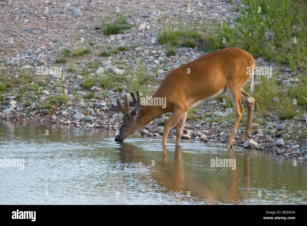White-tailed buck drinking from a pond Stock Photo