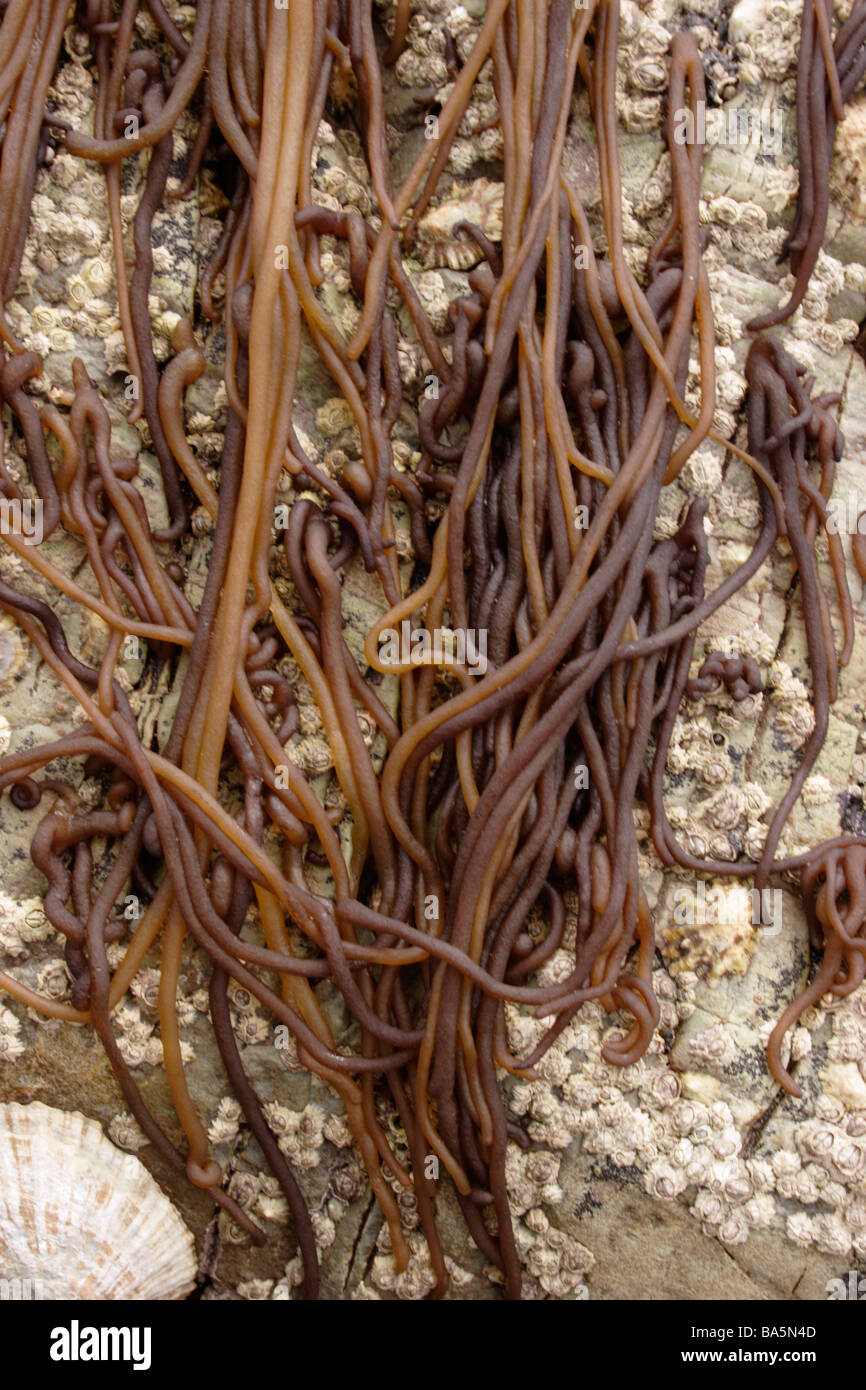 Sea noodle Nemalion helminthoides a red seaweed exposed on rocks at low tide UK Stock Photo