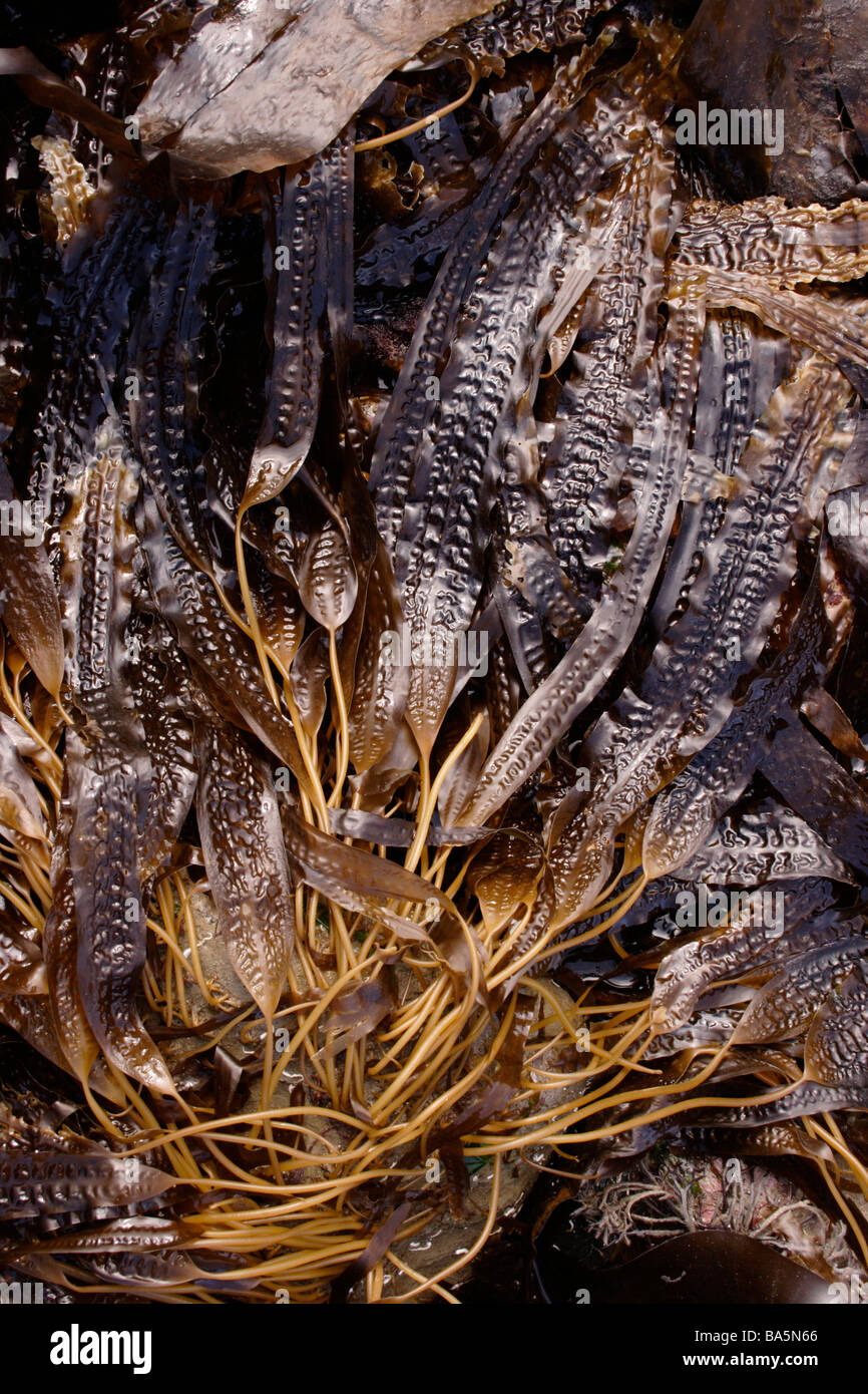 Sea belt or sugar kelp a brown seaweed Laminaria saccharina exposed at low  tide UK Stock Photo - Alamy