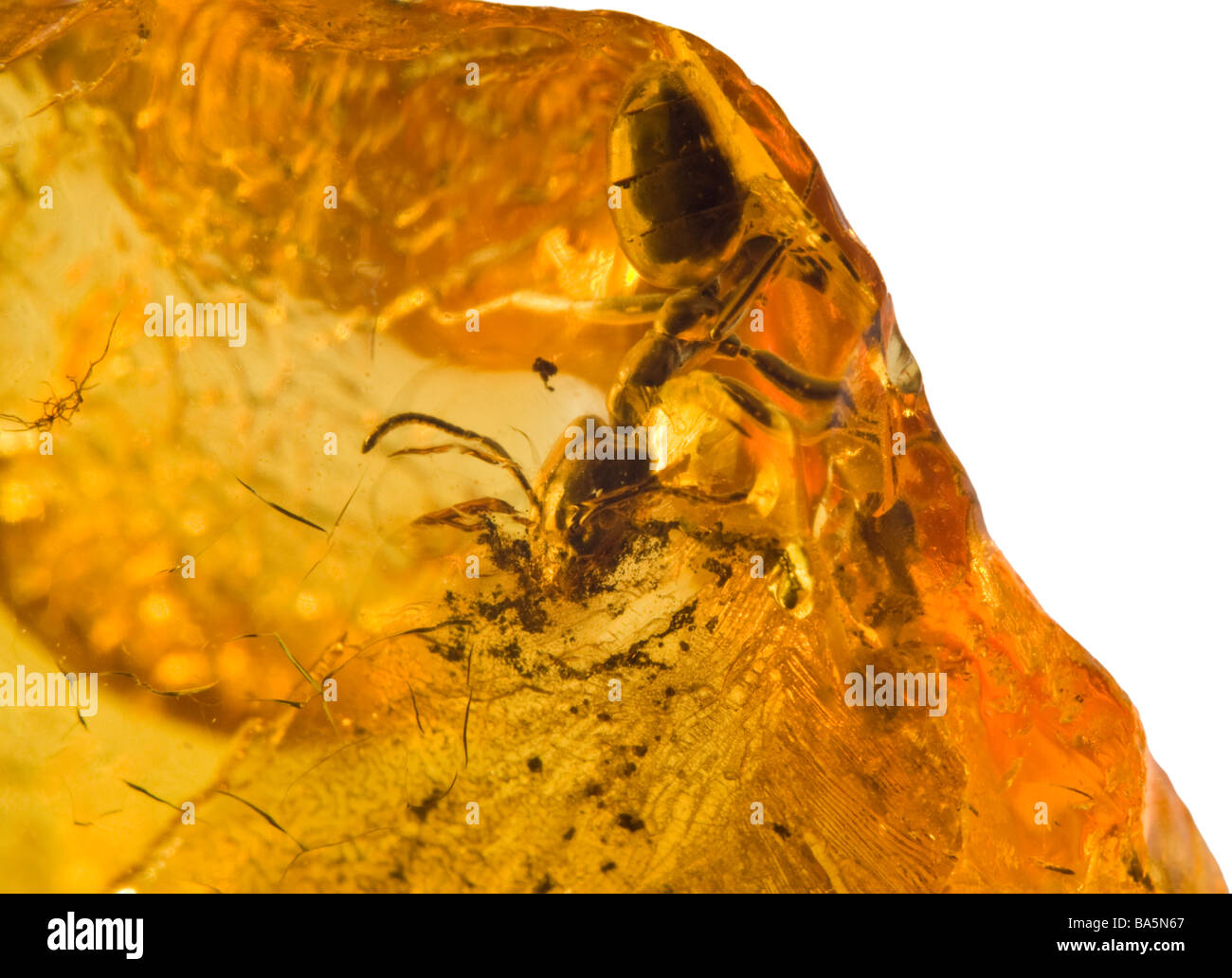 Ant in prehistoric Baltic Amber. Age approx 40-50 million years. Source; Yantarnyi Palmnicken, Kaliningrad reg, Russia Stock Photo