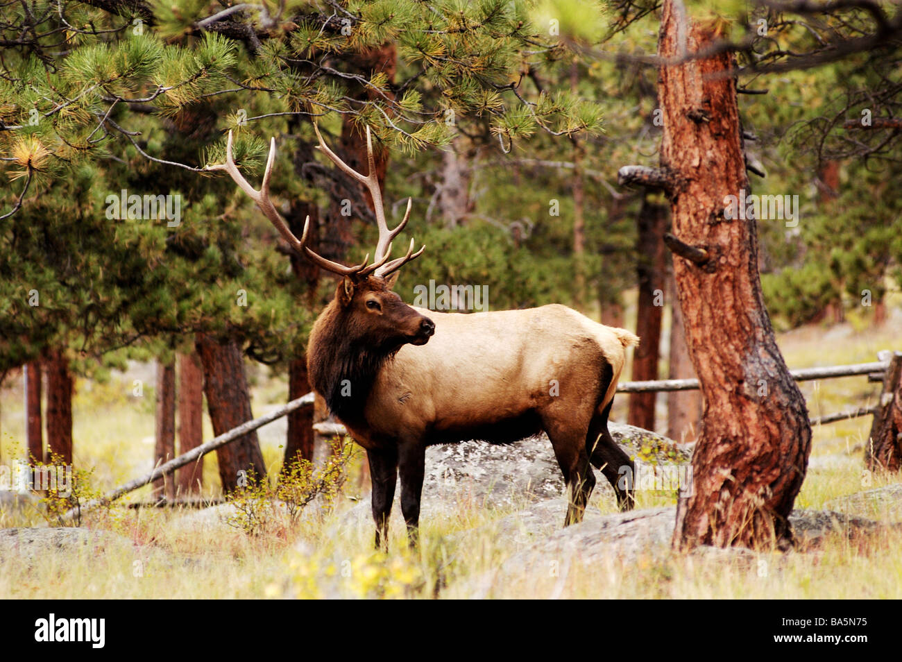 a bull elk during the rut in Rocky Mountain National Park Stock Photo ...