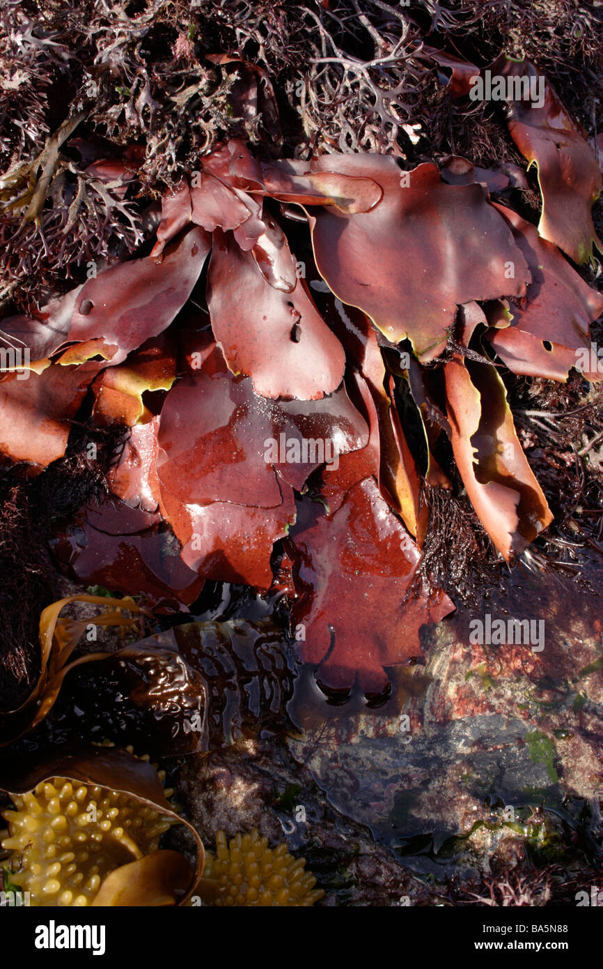 Red rags Dilsea carnosa a red seaweed exposed at low tide UK Stock