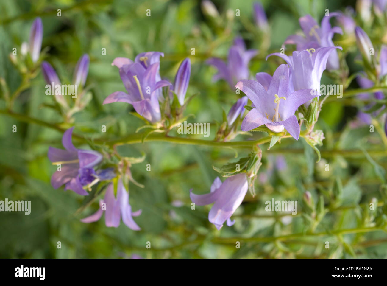 A bellflower relative Edraianthus graminifolius, Campanulacee, Aniene River Valley, Lazio, Italy Stock Photo