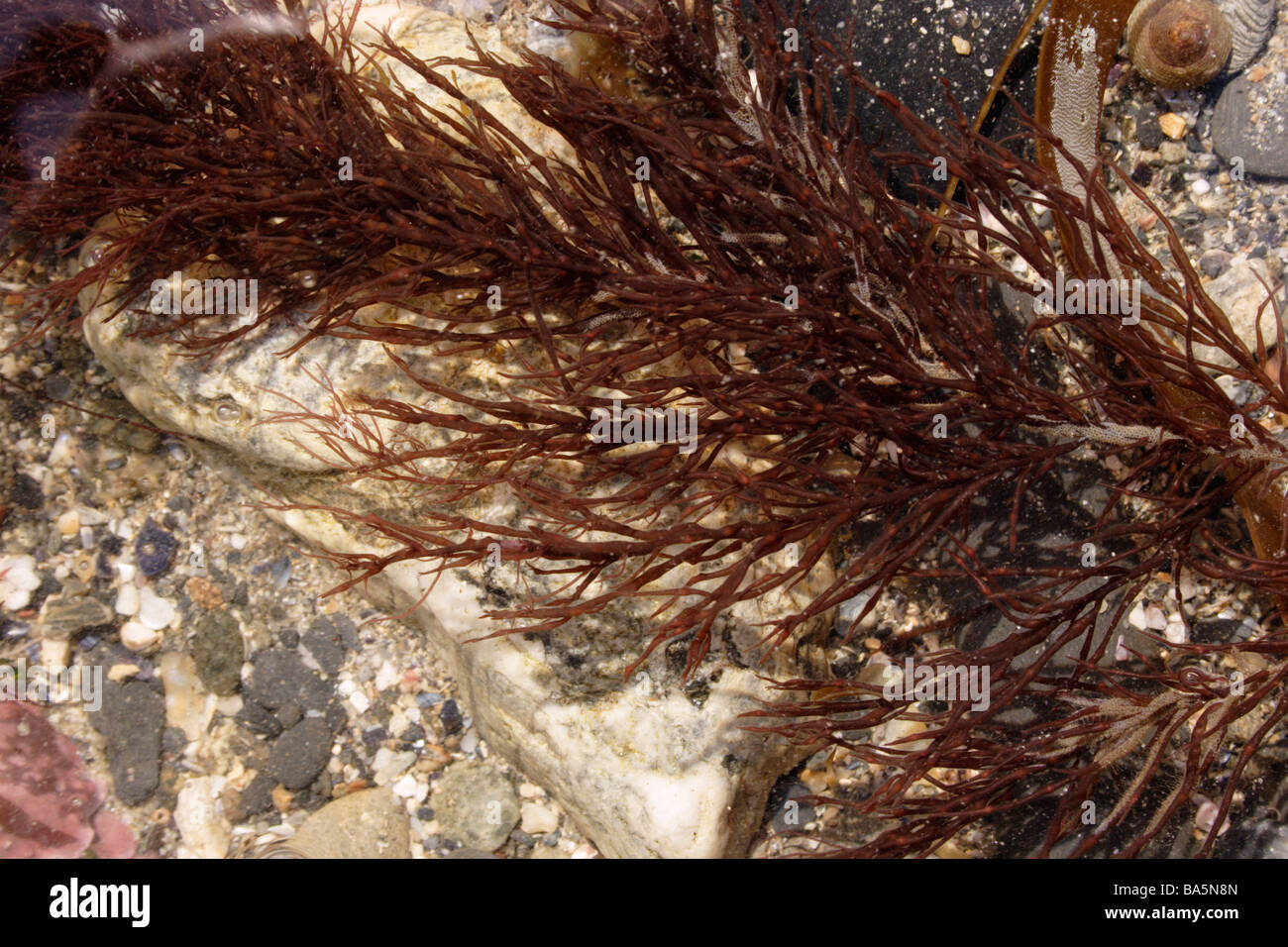 A red seaweed Halopitys incurvus UK Stock Photo