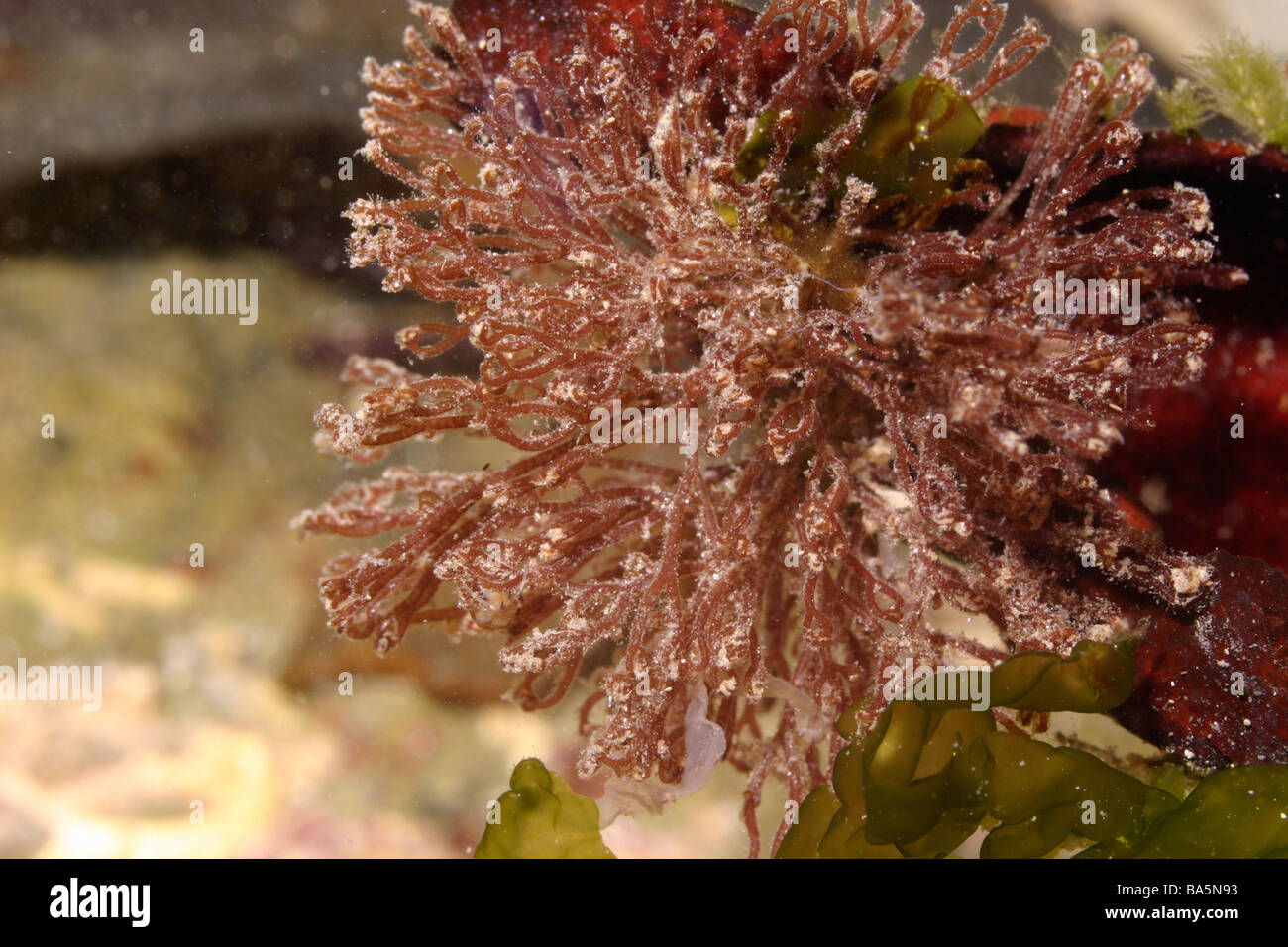 A red seaweed Ceramium echionotum epiphytic on another red seaweed UK Stock Photo