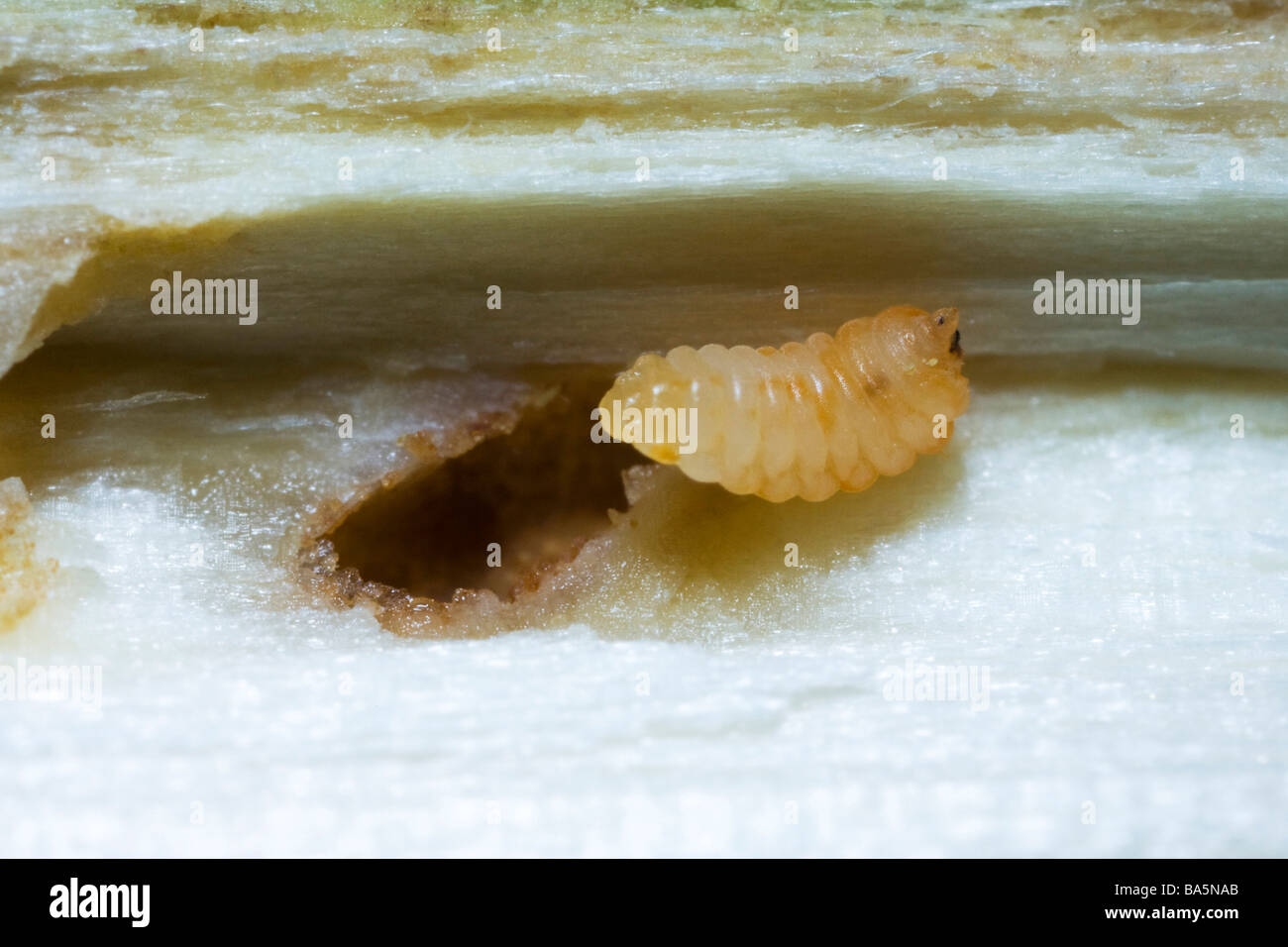 Woodworm grub Stock Photo