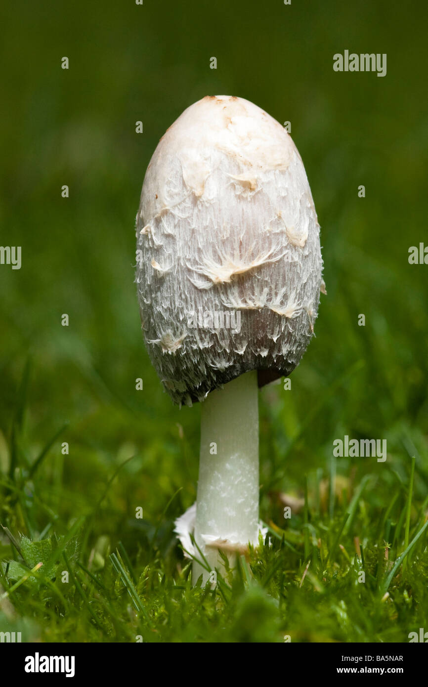 wild mushrooms growing on a lawn Stock Photo