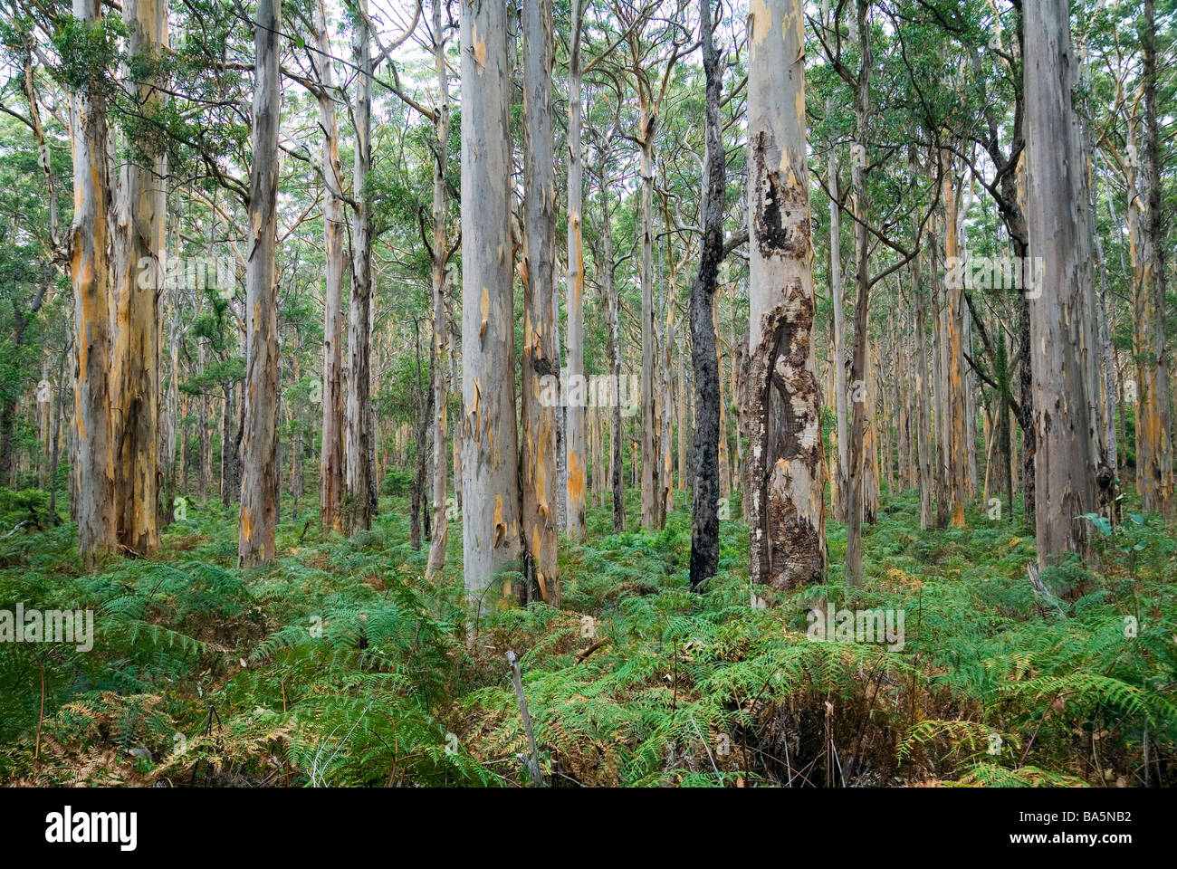 Boranup Karri Forest, near Margaret River, in the Leeuwin-Naturaliste National Park, Western Australia, AUSTRALIA Stock Photo