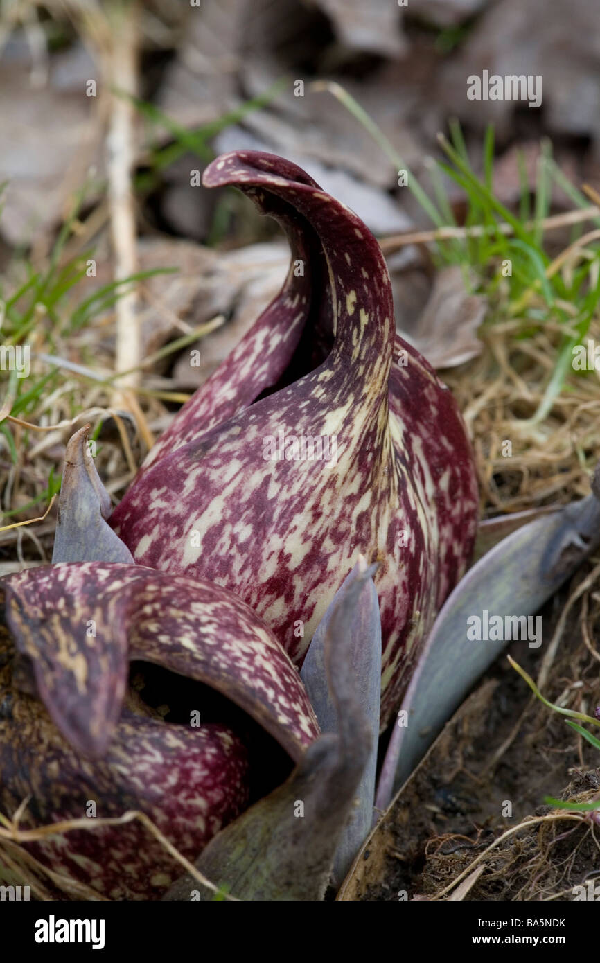 Skunk cabbage emerging Stock Photo Alamy
