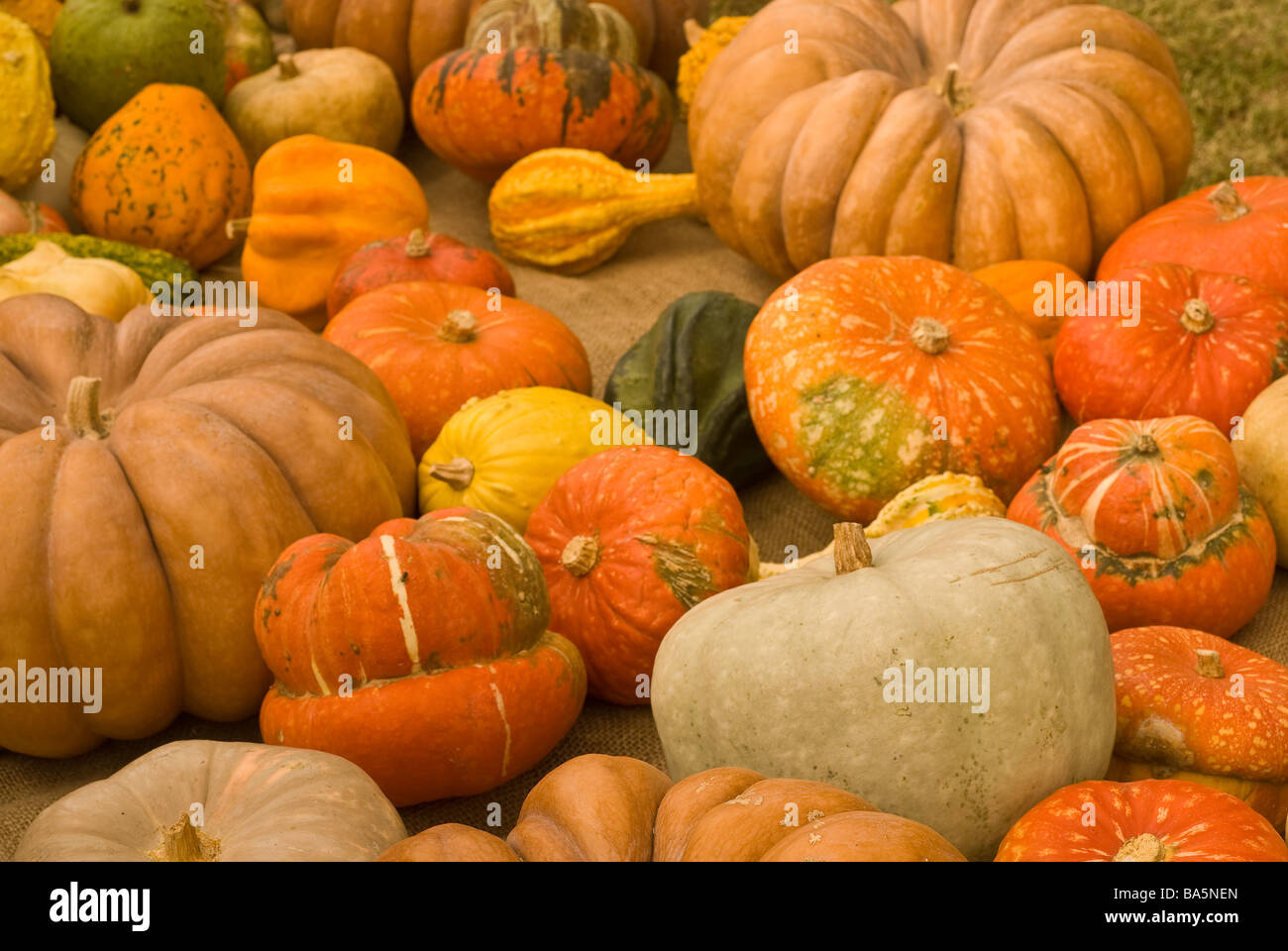 Gourd like hires stock photography and images Alamy
