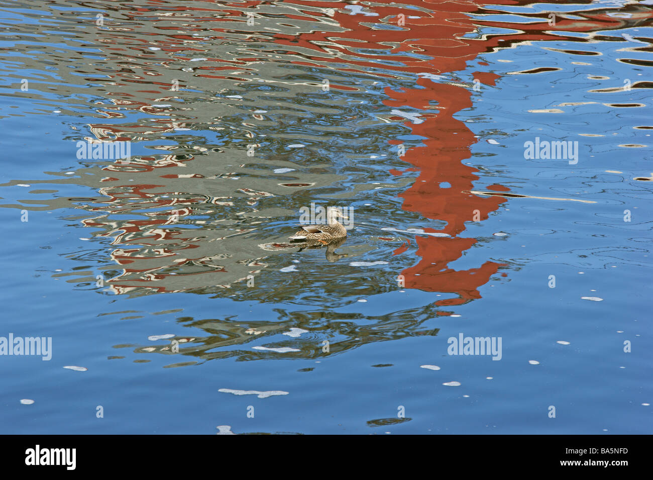 Reflections Of Duck High Resolution Stock Photography and Images - Alamy