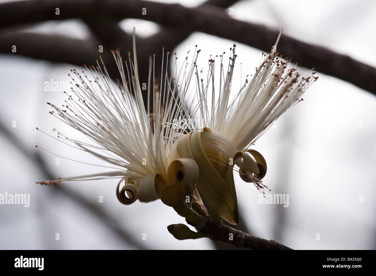 Pseudobombax ellipticum, shaving brush tree in the Botanical Gardens of Nevis Stock Photo