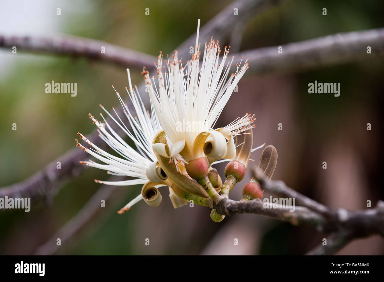 Pseudobombax ellipticum, shaving brush tree in the Botanical Gardens of