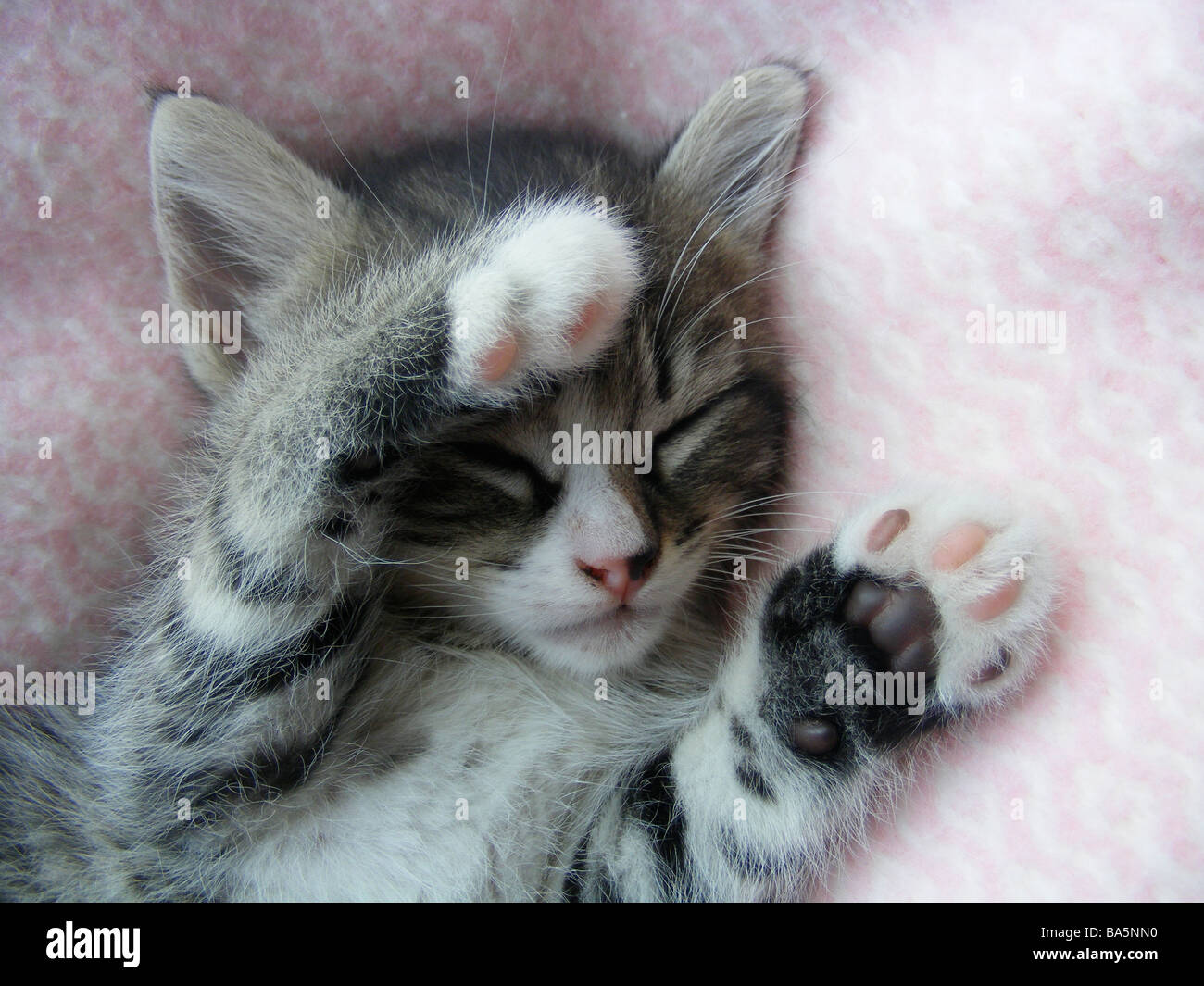 tabby kitten Stock Photo