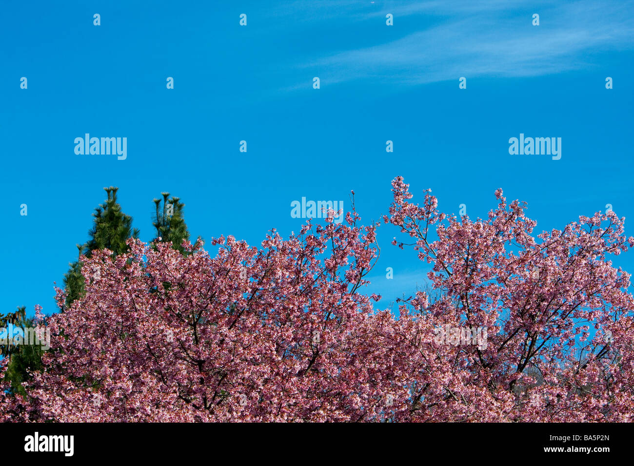 Cherry trees against a blue sky Stock Photo - Alamy