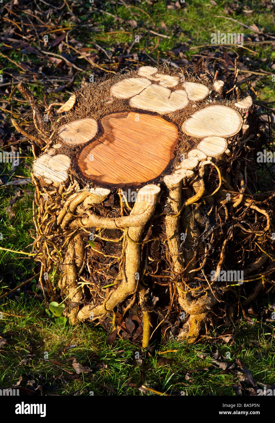 central tree section wrapped by growth of ivy Stock Photo